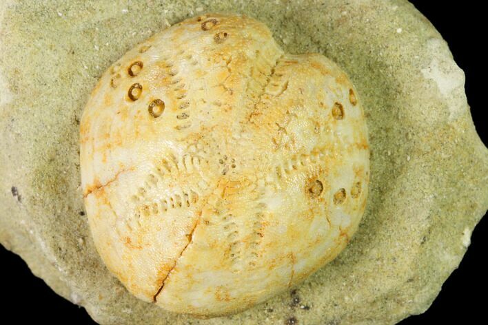 Sea Urchin (Lovenia) Fossil on Sandstone - Beaumaris, Australia #144377